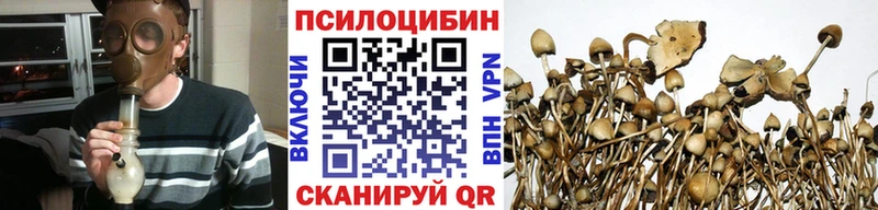купить закладку  маркетплейс Telegram  Псилоцибиновые грибы GOLDEN TEACHER  Высоковск 